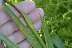 Chasmanthe aethiopica