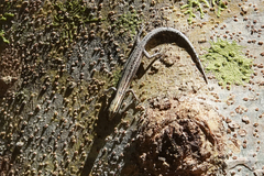 Cryptoblepharus novaeguineae