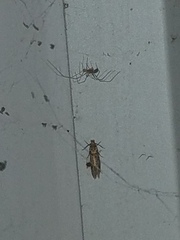 Amydria effrenatella