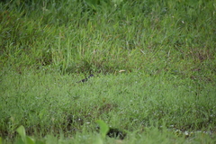 Amaurornis phoenicurus