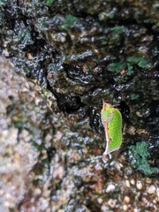 Salurnis marginella