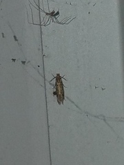 Amydria effrenatella