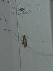 Amydria effrenatella