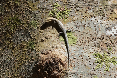 Cryptoblepharus novaeguineae