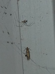 Amydria effrenatella