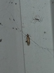 Amydria effrenatella