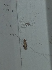 Amydria effrenatella