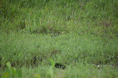 Amaurornis phoenicurus