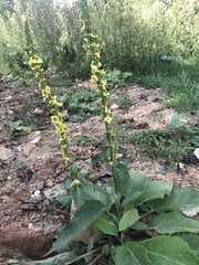 Verbascum nigrum