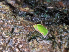 Salurnis marginella