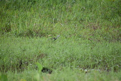 Amaurornis phoenicurus