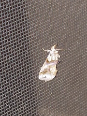 Plusiodonta compressipalpis