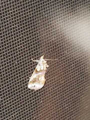 Plusiodonta compressipalpis