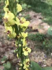 Verbascum nigrum