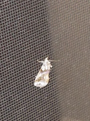 Plusiodonta compressipalpis