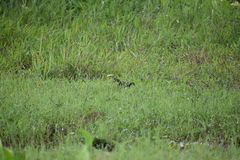 Amaurornis phoenicurus