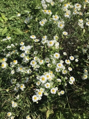 Erigeron