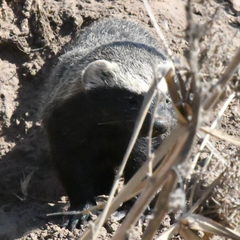 Galictis cuja