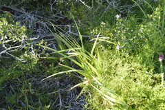 Chasmanthe aethiopica