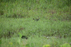 Amaurornis phoenicurus