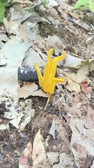 Clavulinopsis amoena