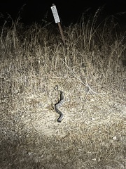 Crotalus oreganus helleri