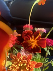 Tagetes