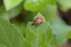 Apoderus coryli
