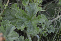 Pelargonium alchemilloides