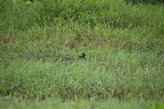 Amaurornis phoenicurus