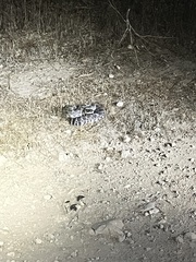Crotalus oreganus helleri