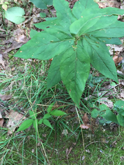 Lysimachia quadrifolia