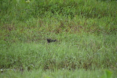 Amaurornis phoenicurus