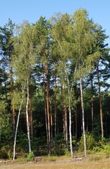 Betula pendula