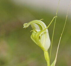 Pterostylis alpina