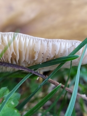 Melanoleuca