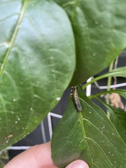 Spodoptera dolichos