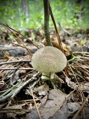 Lycoperdon