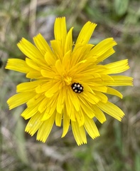 Coccinula quatuordecimpustulata