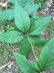 Lysimachia quadrifolia