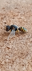 Ectemnius cephalotes