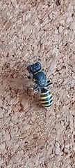 Ectemnius cephalotes