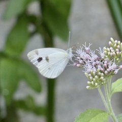 Pieris krueperi
