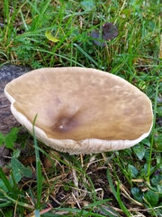 Melanoleuca