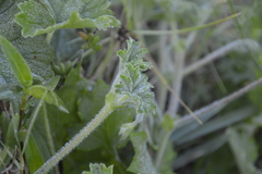 Pelargonium alchemilloides