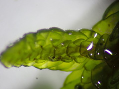 Porella platyphylla