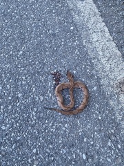 Agkistrodon contortrix