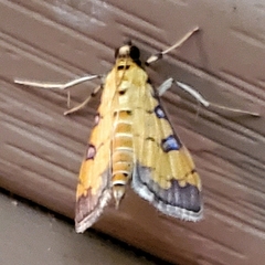 Ategumia ebulealis