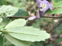 Lysionotus pauciflorus