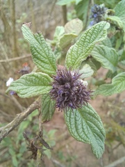 Heliotropium